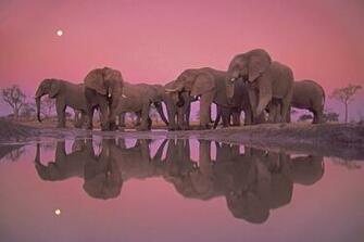 World Elephant Day Celebration In Pictures Planet Custodian