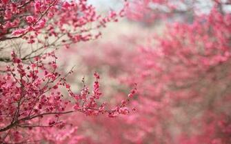 Spring In Pink Desktop Pc And Mac Wallpaper