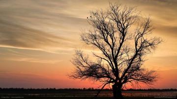 Tree Silhouette Wallpaper On