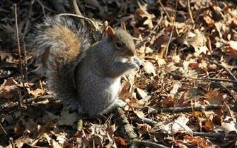 Forest Animals Squirrels HD Wallpaper