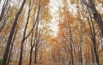 Of Silver Birch Landscape Wallpaper