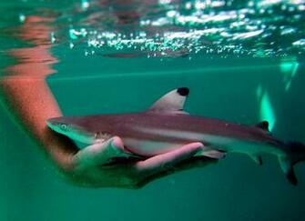 Baby Sharks New Stylish Wallpaper