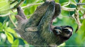 Brown Throated Three Toed Sloth Panama Wallpaper