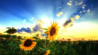 Displaying Image For Country Summer Desktop Background