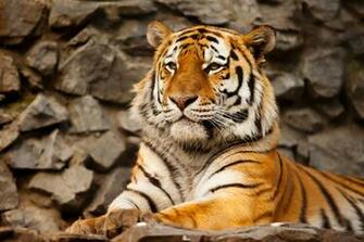 Siberian Tiger Wallpaper Pictures Image
