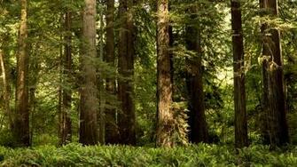 Wallpaper California Usa Redwood National State Parks