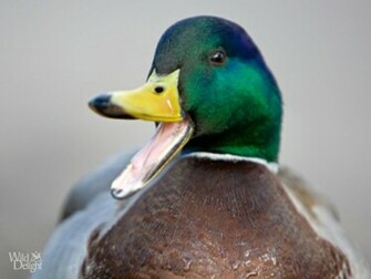 Mallard Duck Drawing Coloring Pictures