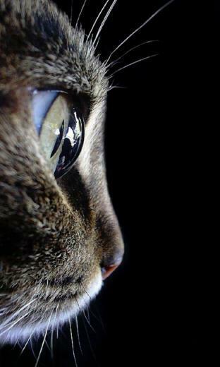Cute Cat High Definition Wallpaper Background Nokia Lumia From
