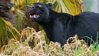 Black Panther Wallpaper