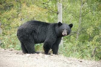 Black Bear HD Wallpaper For iPad Mini Bears