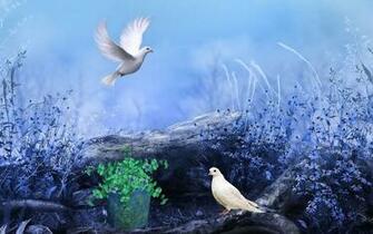 Pigeons Nature Flowers Colors Paint HD Wallpaper Love