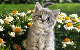 Cats Animals Spring Wallpaper High Quality