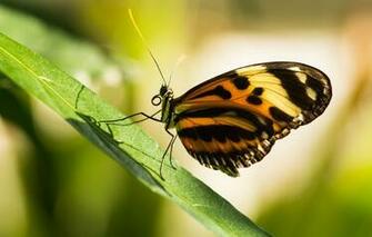 Wallpaper Macro Light Butterfly Insects Yellow Nature Green