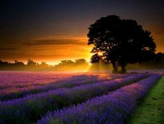 Lavender Field Sunset