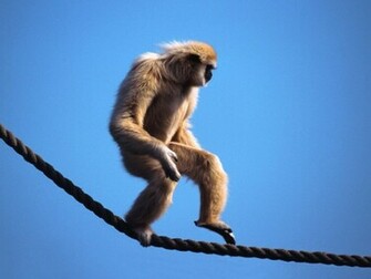 Monkey Desktop Pc And Mac Wallpaper