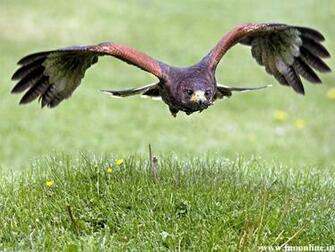 Hawk Wallpaper Beautiful Hawks HD For