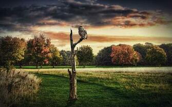 Wallpaper Owl Tree Grass Sit Ultra HD 4k