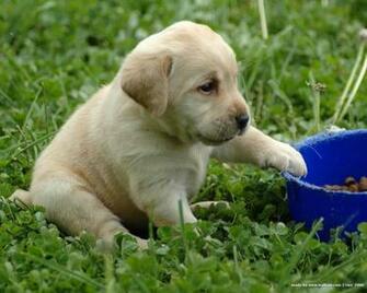 Very Cute Looking White Puppy Dogs Wallpaper