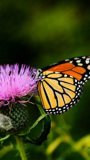 Monarch Butterfly On Thistle Flower Wallpaper iPhone Android