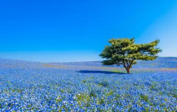 Wallpaper Flowers Tree Japan Meadow Nemophila National