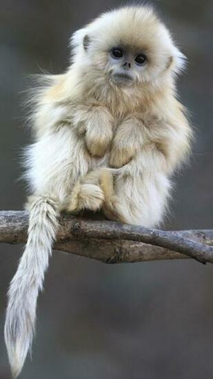 Pinny On Wallpaper Monkey Cute