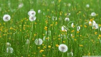 Field Of Flowers Spring Wallpaper