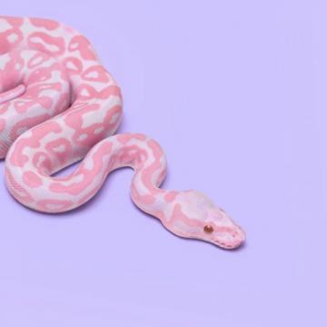 Pink Snake Wallpaper Pretty Snakes