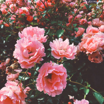 Pink Aesthetic Picture Flower Wallpaper