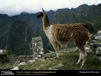 Llama Picture Desktop Wallpaper