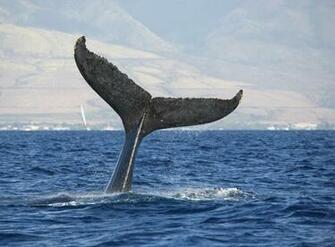 Source Url Kootation Humpback Whale Art Html