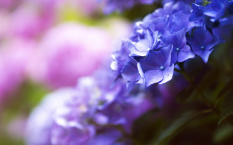 Flower 4k HD Flowers Wallpaper Image Photos And Picture