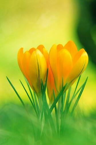 Yellow Crocus Flowers Simply Beautiful iPhone Wallpaper