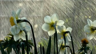 Wallpaper Regen