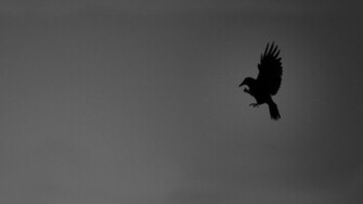Birds Silhouettes Grayscale Crows Wallpaper