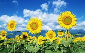 Blue Sky And White Clouds Flowers Sunflowers Yellow Green Leaves