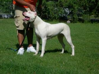 Dogo Argentino Wallpaper HD