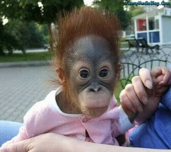 Wallpaper Background Funny Monkey Pictures Baby