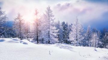 Wallpaper Forest Snow Winter Clouds 8k Nature High