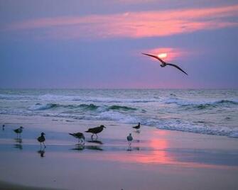 Seagull Background Id HD For Desktop
