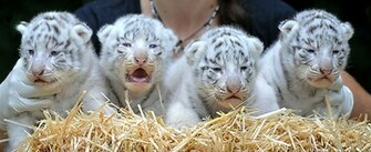 Beautiful White Tiger Cubs Wallpaper Pictures