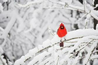 Cardinal Snow Wallpaper Bird And For Desktop Image Pictures