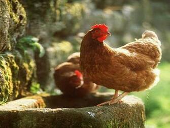 Hen With Chicks Wallpaper Hens Best HD