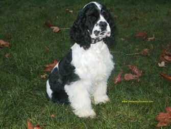 Springer Spaniel Wallpaper