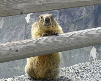 Groundhog Wallpaper