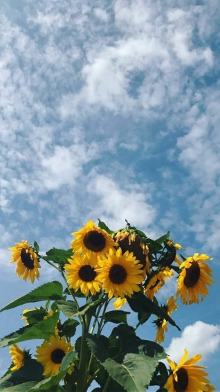 Brighten Up Your Day With A Beautiful Sunflower Yellow Wallpaper