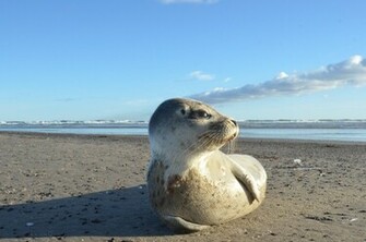 Sea Lions Seal Seals Lion Wallpaper