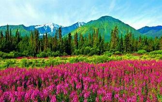 Mountain Wildflowers Wallpaper Car Pictures