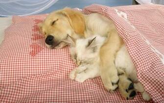 Wallpaper Cats And Dogs HD Desktop 4k