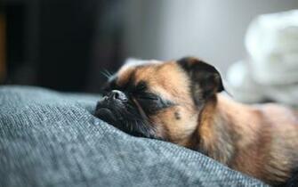 Brown Pug Sleeping Desktop Pc And Mac Wallpaper