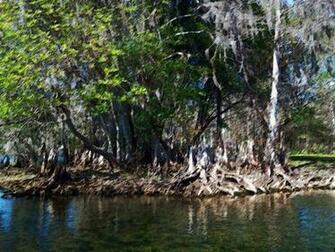 Swamp Background